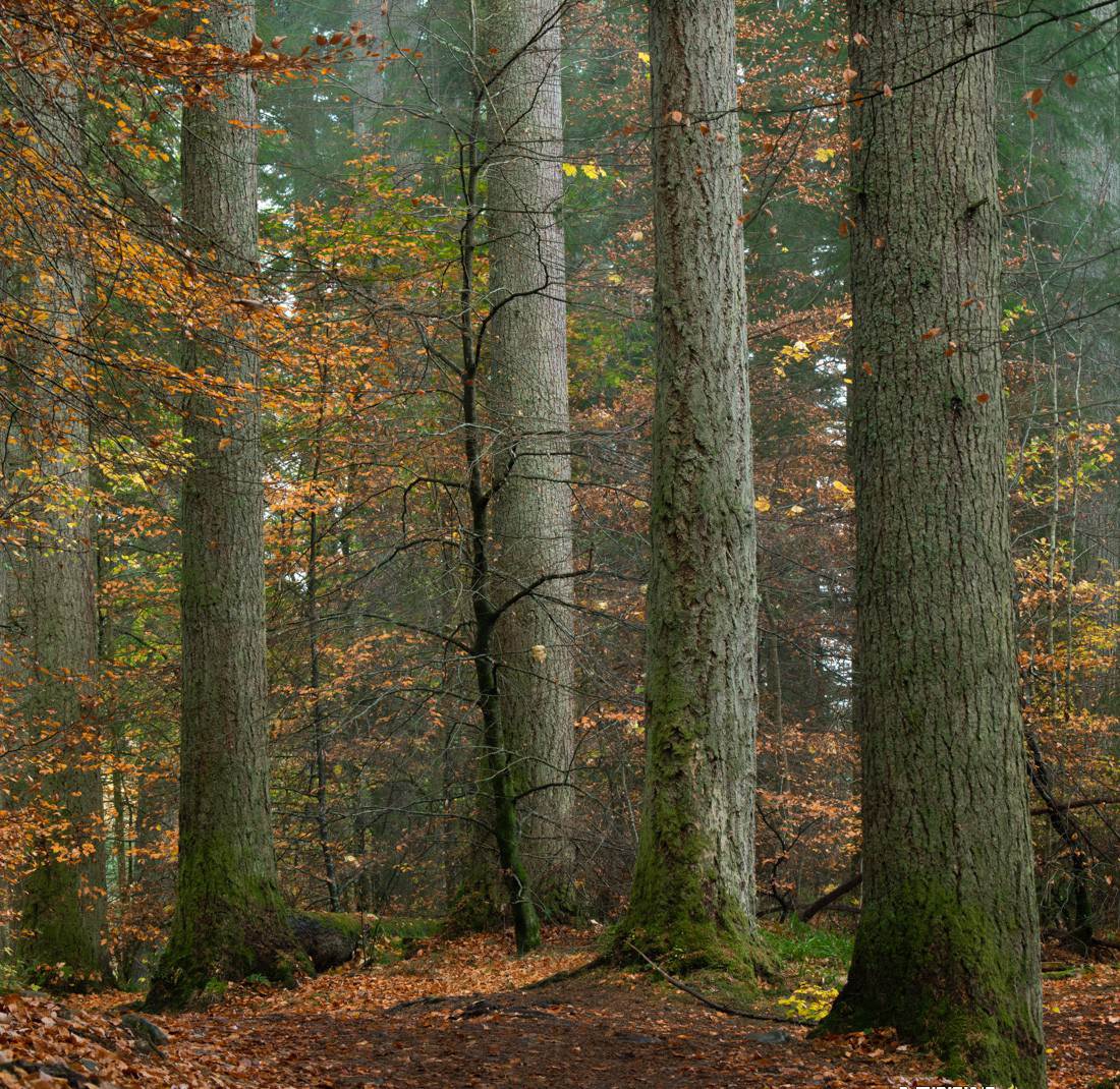 图片[6]-Alister Benn富有表现力的风光后期减淡和加深大师班-中英字幕-xx网创