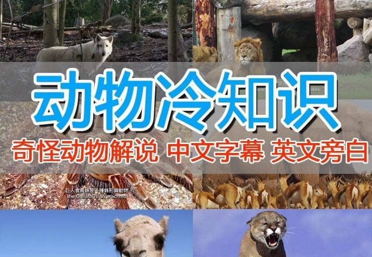 外面卖1699的国外纪录片解说（动物解说、美食、动画片）稳过中视频-学途在线